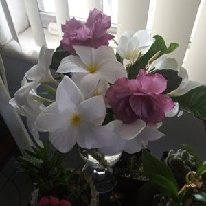 Meet your Posher, Leo